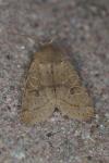 Orthosia cerasi