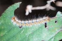Lasiocampa quercus quercus
