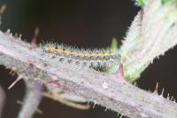 Euplagia quadripunctaria