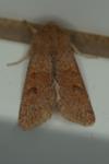 Orthosia miniosa