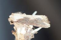 Egira conspicillaris