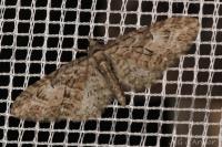 Eupithecia abbreviata