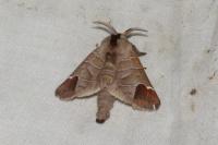 Clostera curtula