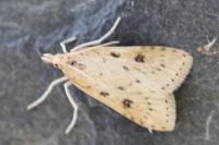 Udea numeralis