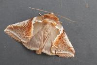 Habrosyne pyritoides