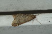 Alsophila aescularia