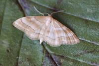 Idaea circuitaria