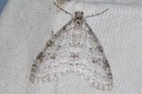Trichopteryx carpinata
