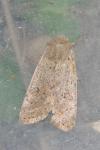 Orthosia cruda