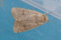 Orthosia cruda
