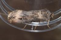Agrotis ipsilon