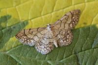 Idaea moniliata