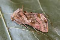 Euchalcia variabilis