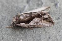 Calliergis ramosa
