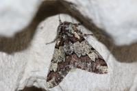 Biston strataria