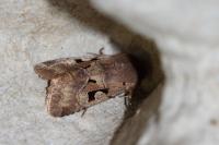 Orthosia gothica