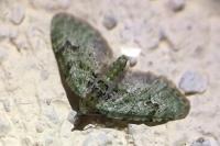 Chloroclystis v-ata