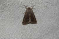 Orthosia incerta