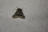 Lycia hirtaria