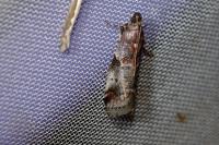 Acrobasis suavella