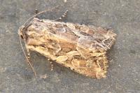 Lacanobia blenna