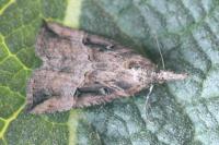 Hypena rostralis