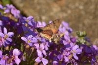 Macroglossum stellatarum