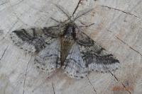 Lycia hirtaria