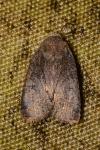 Conistra ligula