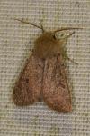 Orthosia cruda
