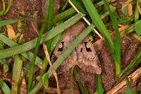 Orthosia gothica