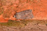 Orthosia incerta