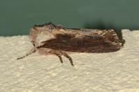 Egira conspicillaris