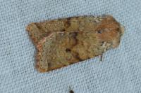Spudaea ruticilla