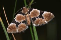 Gagitodes sagittata