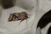 Orthosia gothica