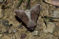 Orthosia incerta