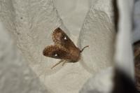 Eupsilia transversa