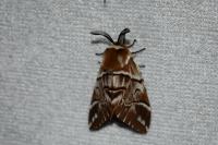 Endromis versicolora