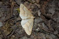 Phigaliohybernia marginaria