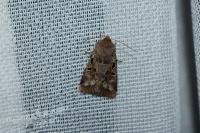 Orthosia gothica