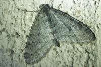 Trichopteryx carpinata