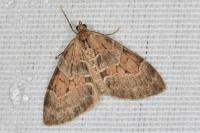 Thera obeliscata