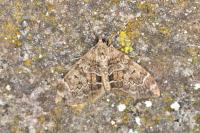 Thera britannica/variata