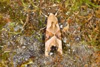 Phlogophora meticulosa