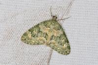 Chloroclysta miata miata