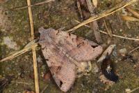 Anchoscelis litura