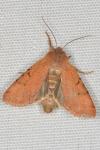 Agrochola lychnidis