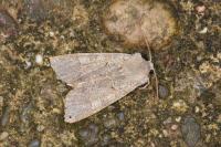 Ammoconia caecimacula