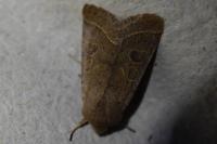 Orthosia cerasi